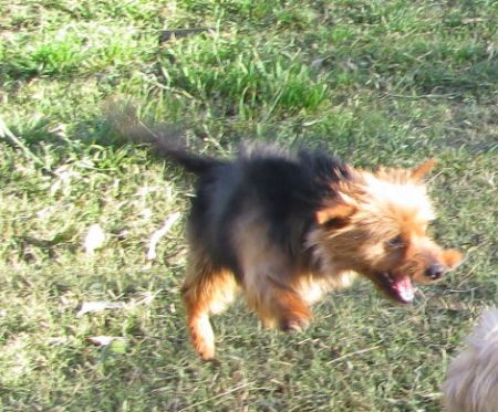 Dash looking very maniac as she leaps through the air