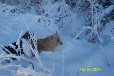 snowbound