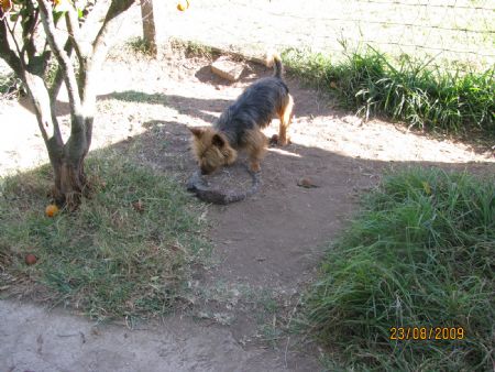 Clif faces off the lizard