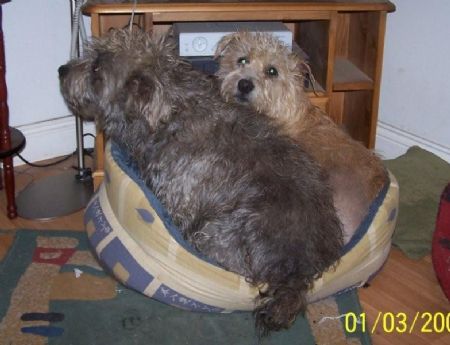 sharing a bed 