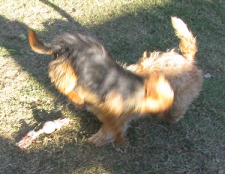 Dash leaps over Astri