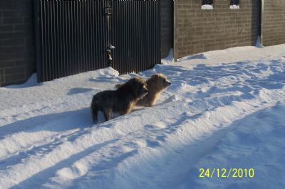 Bracken & Sally in the snow 