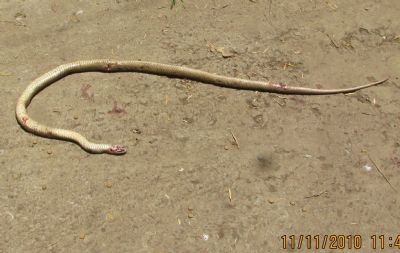 Clifs snake 