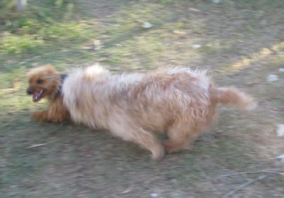 Astri chases Dash