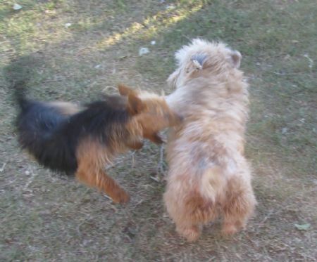 Dash leaps at Astri