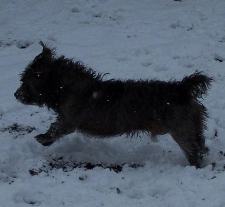 Bracken on the run