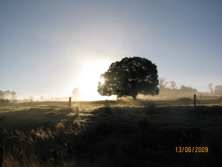 the sun just comes over the hill behind the tree