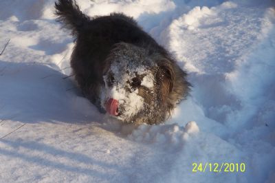 Bracken the snowman