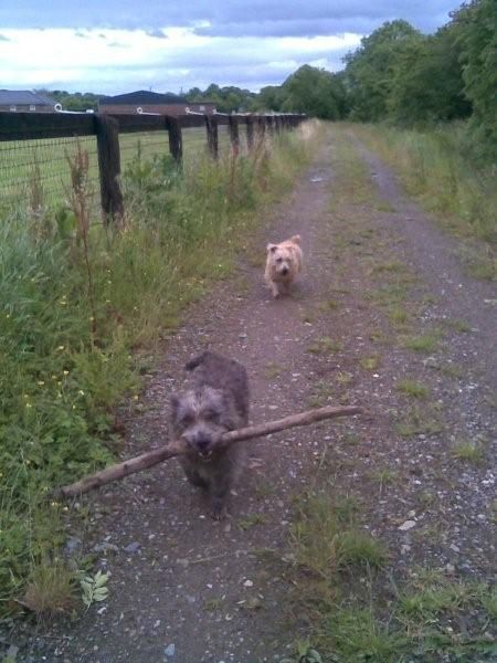 Bracken and Sally on a walk 