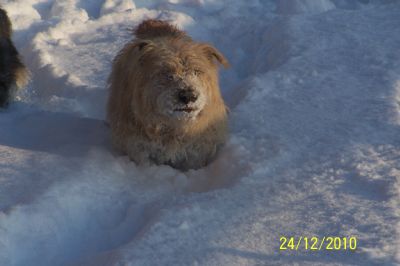 Sally enjoys the snow