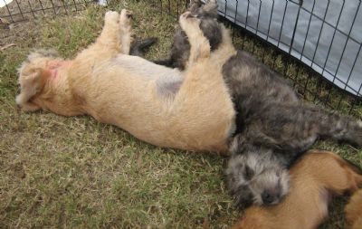Liam Fallon & Paddles asleep on each other