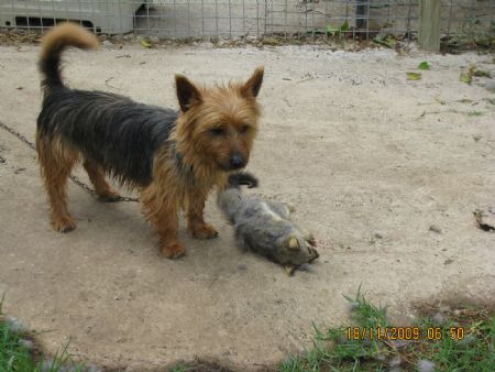 Clif with the possum he killed
