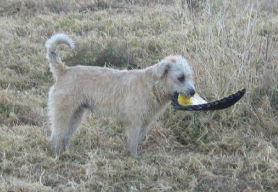 Liam found a new toy