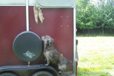 Bracken would like the rabbits