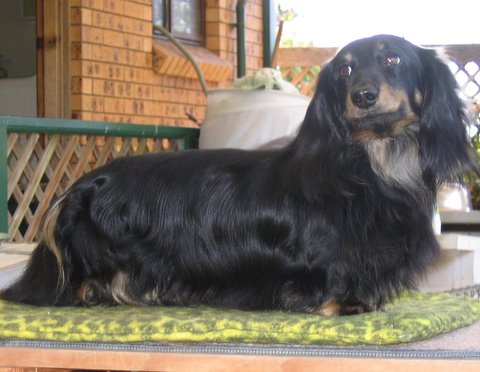 This is Jethro, "Aust Ch Zyzeal Mystery Flight", he is dad to these puppies. Jethro is a beautiful dog, extremely good natured and friends with everyone.