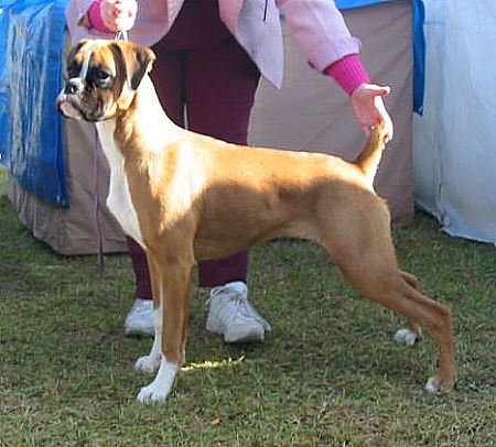 bobtail boxer puppies