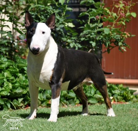 Brasshead Bull Terriers