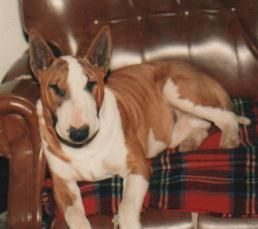 Shirvin Poetic Prince ( Bronco)