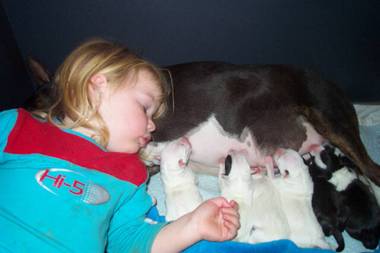 Billie-Lee sleeping with Tess an pups