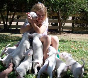 Puppies Galore
