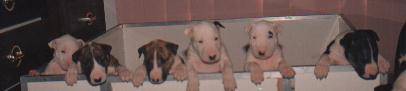 Witch Queen pups