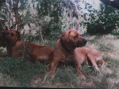 Boz and Gypsy charity creek