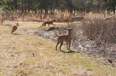 catch the Whippet