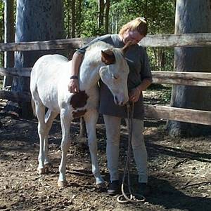 Cedarrose Rooster Cockburn (Ringo)