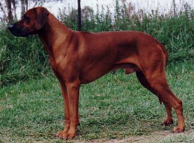 Ch Cedarrose Tabboo