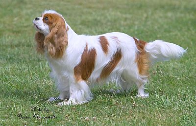 "Molly" Aust. Ch. Eireannmada Tuscan Eve ( Ch. Caralean Tuscan Sky (Imp Uk) x Ch. Eireannmada in Clover