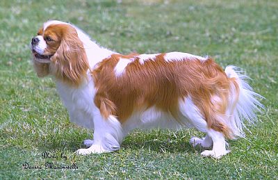 "Flirt" Aust. Ch. Eireannmada Flirtation ( Ch. Ricksbury Royal Liaison( Imp Uk) x Aust Ch. Eireannmada Cat Pyjamas)