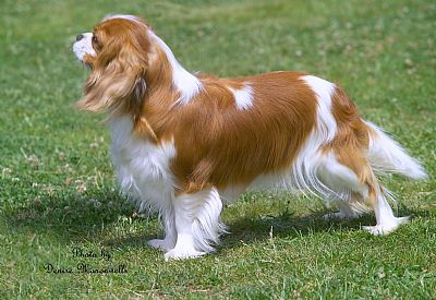 "Brooke" Aust Ch. Eireannmada Royal Charm (Farnsmere Dressed To Kill x Ch. Eireannmada Royal Review