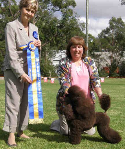 Dog Ch and Runner up Best of Breed at the Poodle Club Of NSW Easter 2008 Show under A M Haugsten(Norway)
