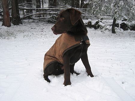 Dash in his snowsuit