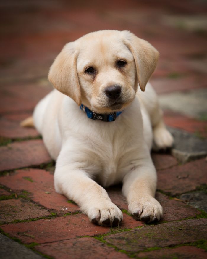 labrador-puppies-for-sale-victoria