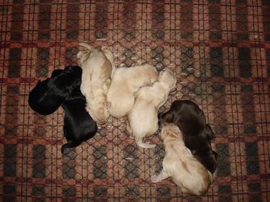 Scout's pups hours old