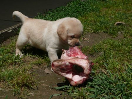 labrador-puppies-for-sale-victoria