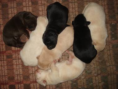 Pups from L-R # 3,6,2,7,1,4,5.