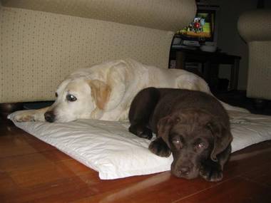 Pup Dash in his new home with big brother Monty