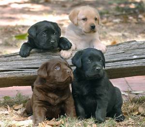 4 special pups