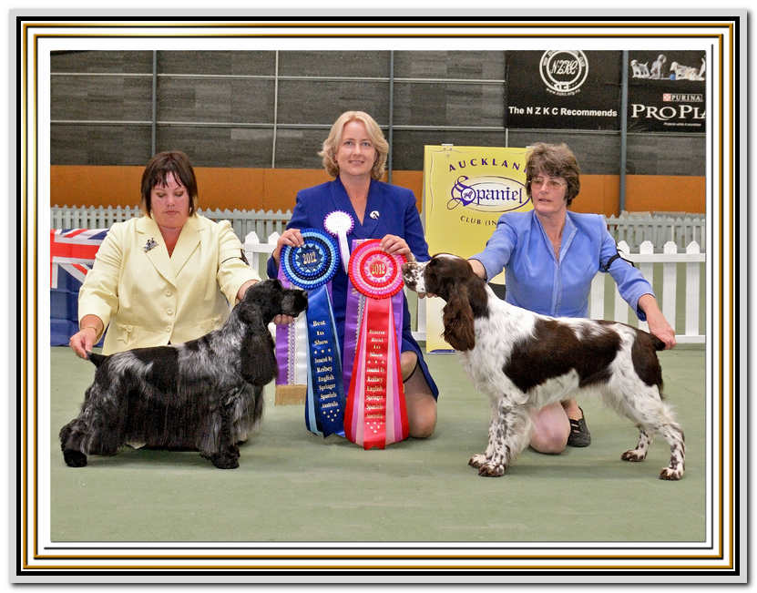 Auckland Spaniel Club New Zealand 2012 - BIS & BIS2