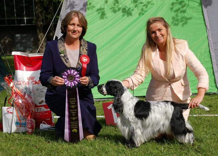 Norwegian Spaniel Club - My BIS winner - Cocker Spaniel