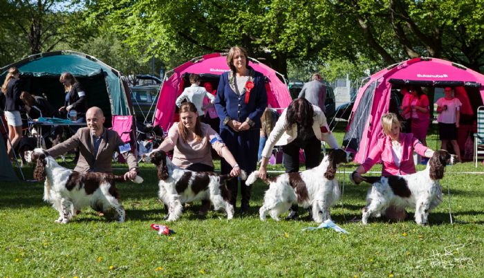 Norwegian Spaniel Club - Best ESS Males 1-4