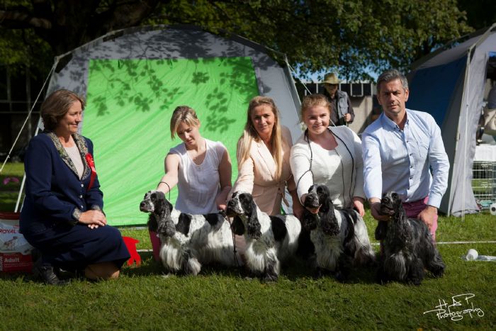 Norwegian Spaniel Club Breeders Group 2015