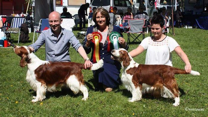 Norwegian Spaniel Club. Welsh Springer Spaniel BOB & BOS