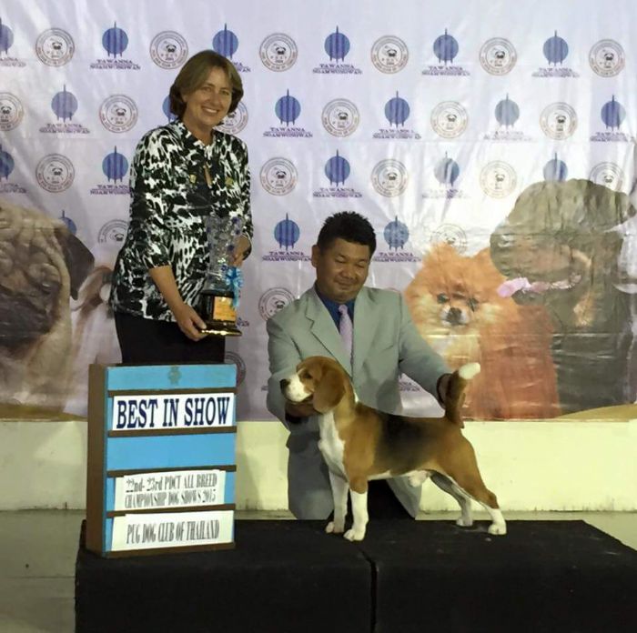Bangkok 2015 - My Best in Show - Beagle