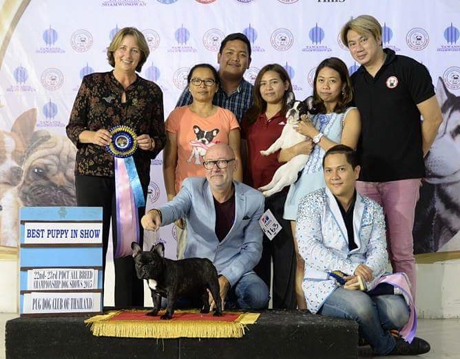 Bangkok 2015 - French Bulldog Bitch - BOB & Puppy in Show
