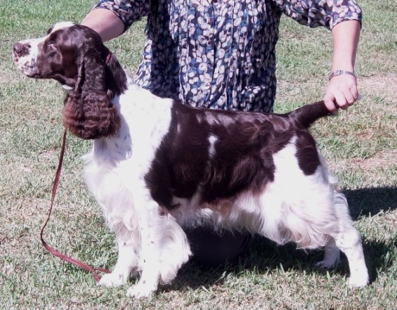 Grand Champion Kinsheran Kalahari 'Mara'