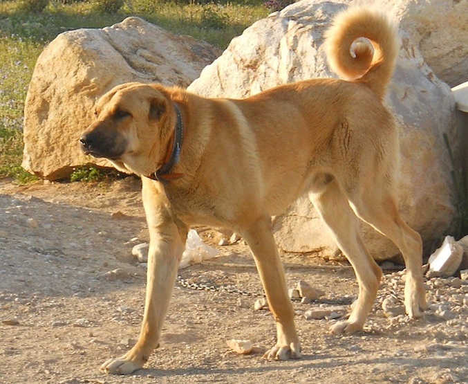 Volkodav+Dog TAKAS Anatolian Shepherd Dogs & VOLKODAV Central Asia Shepherd Dogs