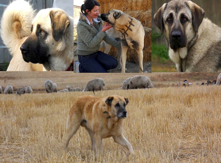 Volkodav+Dog TAKAS Anatolian Shepherd Dogs & VOLKODAV Central Asia Shepherd Dogs